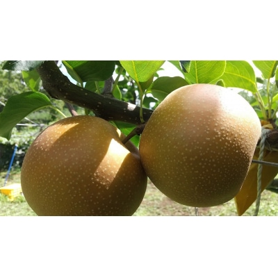 新甘泉(梨)2.5㎏(横山農園)