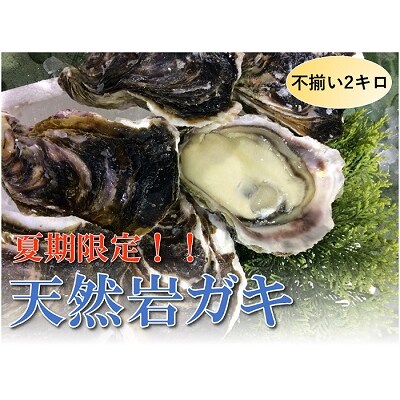 【魚倉】不揃い 天然岩ガキ 2kgセット