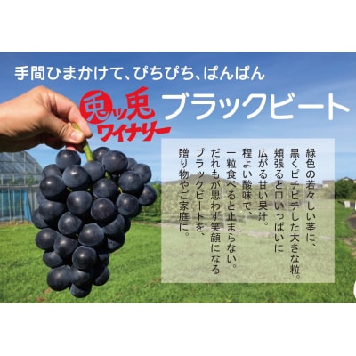 ぶどう ブラックビート 1.5kg (進物用)