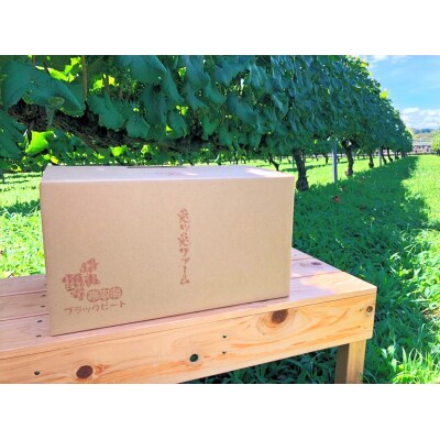 ぶどう ブラックビート 2kg (進物用)