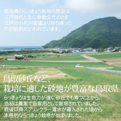 老舗漬物屋さんが作った 砂丘らっきょう漬け4種セット 鳥取県産