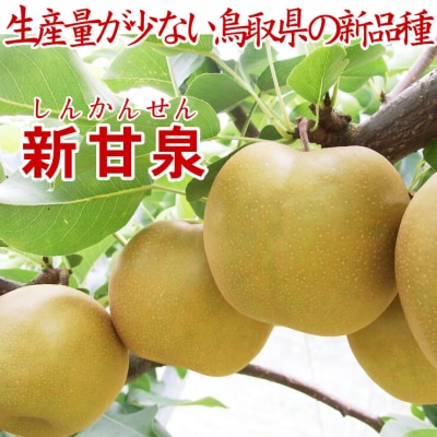 鳥取県産 新甘泉5kg 訳あり【フォーシーズン】