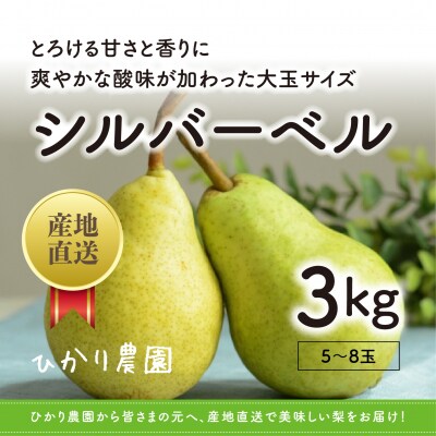 完熟こだわりシルバーベル 3キロ(ひかり農園)