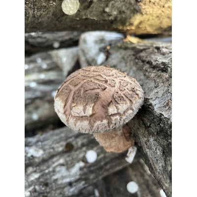 プリプリ肉厚 原木生しいたけ 1kg