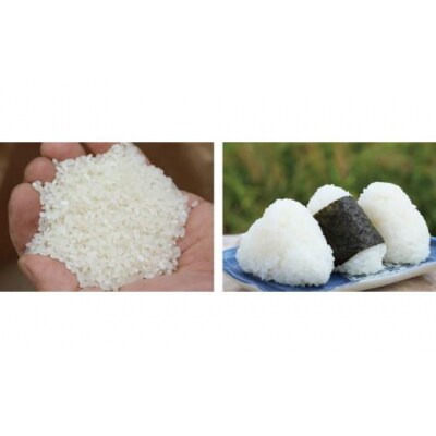 【2026年9月下旬～発送予定】鹿野のさくら姫米 3kg