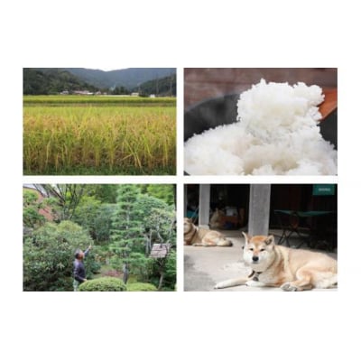 【定期便】2026年 新春定期便 鹿野のさくら姫米 3kg×全3回【1月・2月・3月】