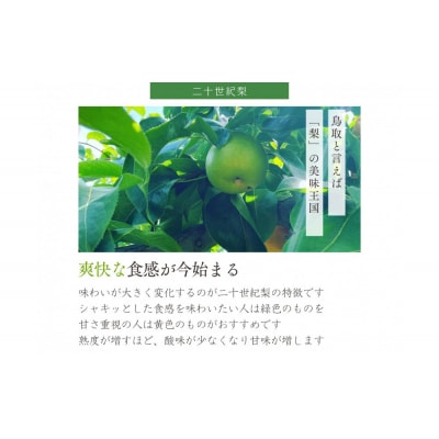 【数量限定】鳥取県産 梨 訳あり ご自宅用 二十世紀梨 5kg