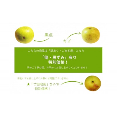 【数量限定】鳥取県産 梨 訳あり ご自宅用 二十世紀梨 5kg