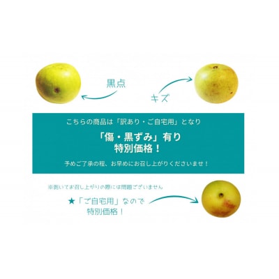 【数量限定】鳥取県産 梨 訳あり ご自宅用 なつひめ 5kg
