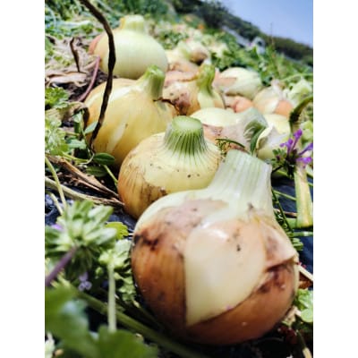 【4月から順次発送】こだわり玉ねぎ10kg　栽培期間中化学肥料/農薬不使用