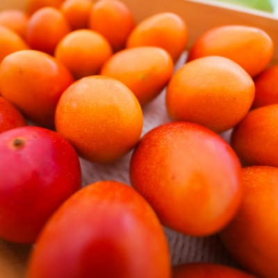 【2027年6月中旬より順次発送・贈答用】宮古島産からお届け!完熟アップルマンゴー2kg(4～6玉)