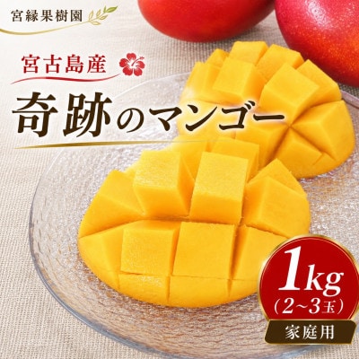 【2027年6月下旬より順次発送・良品】宮古島産 奇跡のマンゴー1kg(2～3玉)