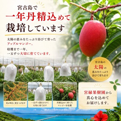 【2027年6月下旬より順次発送・優品】宮古島産 奇跡のマンゴー2kg(4～6玉)