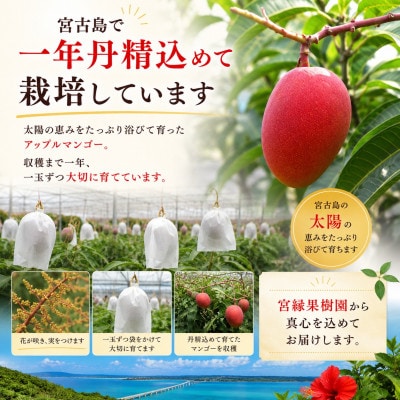 【2027年6月下旬より順次発送・良品】宮古島産 奇跡のマンゴー4kg(8～12玉)