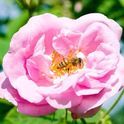 秋田薔薇園産 純粋ローズウォーター3本セット