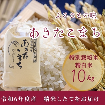 【11月中旬より出荷予定】令和6年度産　お届け前に精米　特別栽培米「あきたこまち」精白米10kg