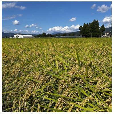 【11月中旬より出荷予定】令和6年度産　お届け前に精米　特別栽培米「あきたこまち」精白米10kg