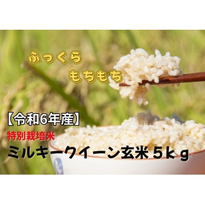 【特別栽培米】令和6年産 秋田県産ミルキークイーン 5kg【玄米】