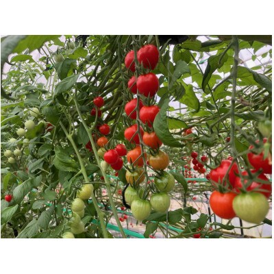 恋ベリー 100%トマトジュース(濃縮)150g×20パック入