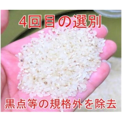 15kg(5kg×3袋)大手有名百貨店出荷米　あきたこまち　令和6年産米