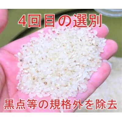 【毎月定期便】全7回 10kg(5kg×2袋) 大手有名百貨店出荷米　あきたこまち全7回