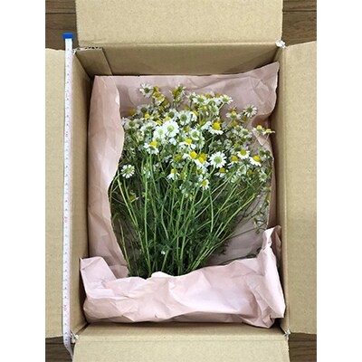 ジャーマンカモミール　生花　100g