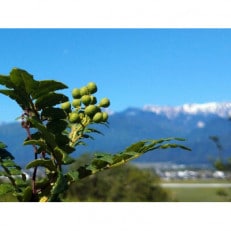 山椒 朝倉山椒の実　200g