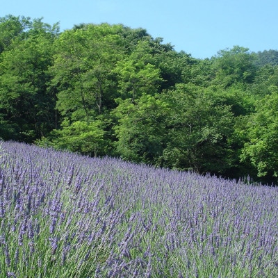 ラベンダー生花　グロッソ200本