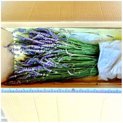 ラベンダー生花　グロッソ200本