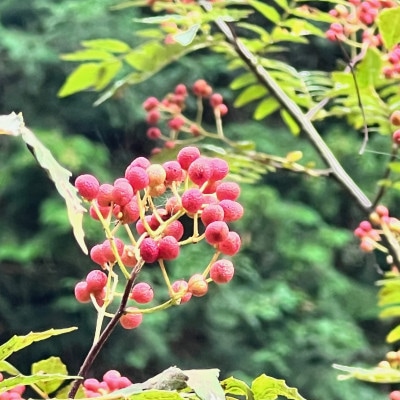 完熟　実山椒　200g