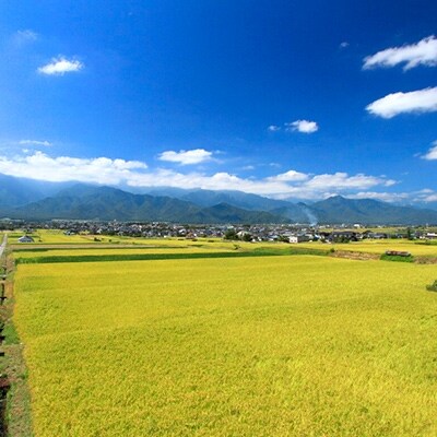 【俺の米】薄井大地 令和2年産コシヒカリ11kg×1袋【令和2年12月配送】(精米)
