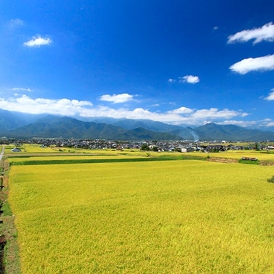 【俺の米】薄井大地　令和2年産コシヒカリ11kg×1袋【令和3年2月配送】(精米)
