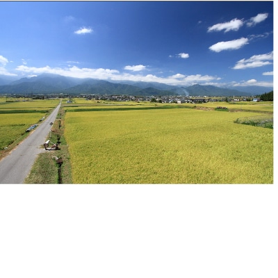 【俺の米】薄井大地　令和6年産コシヒカリ11kg(精米)【令和6年12月配送】