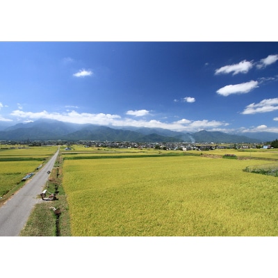 【俺の米】薄井大地　令和6年産コシヒカリ11kg(精米)【令和6年11月配送】