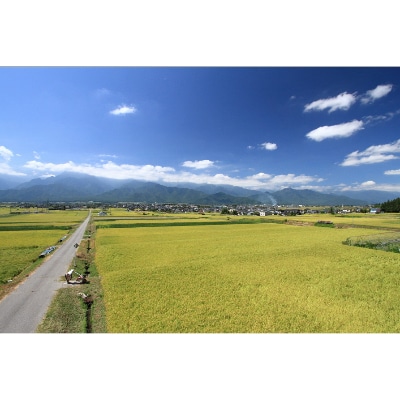 【俺の米】薄井大地　令和6年産コシヒカリ11kg(精米)【令和7年3月配送】