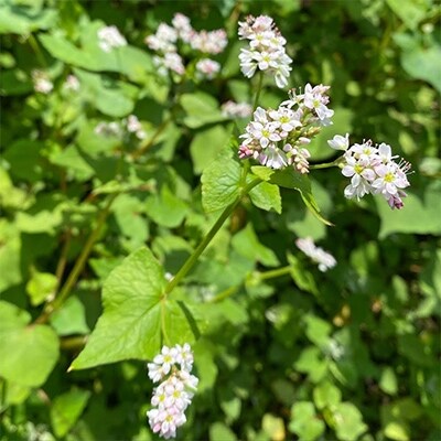 信州あづみ野産　だったんそば茶TP5袋セット