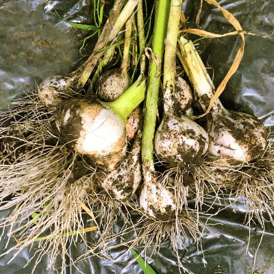 【美味】安曇野　にんにく　ばら500g