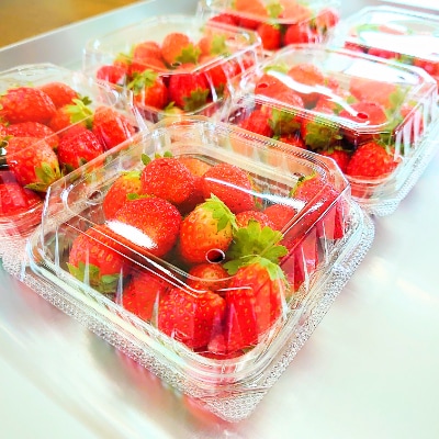 安曇野産の夏いちご(150g×15パック)フレッシュ 乳製品と相性抜群
