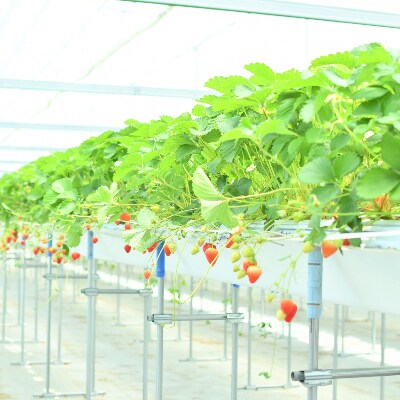 【フレッシュ】夏いちご大粒　約200g×6パック(1粒約10g)信州安曇野
