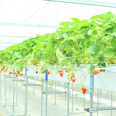 【小粒】安曇野産　夏秋いちご　150g×10パック