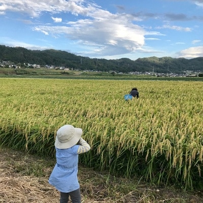 生命力溢れる健やか米!栽培期間中農薬・化学肥料不使用 はぜ掛け