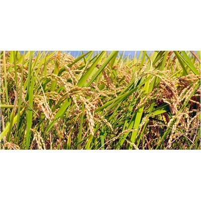 2021年11月発送開始『定期便』【令和3年産】長野県産コシヒカリ　10kg全3回