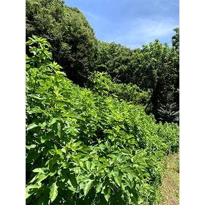 【信州安曇野産】マルベリーリーフティー(桑茶)60p