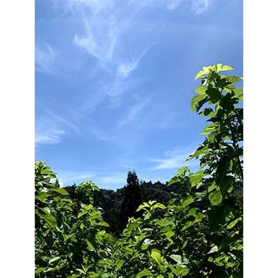 【信州安曇野産】マルベリーリーフティー(桑茶)60p
