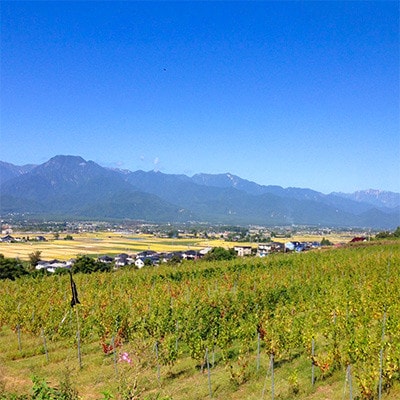 サッポログランポレール 安曇野池田ヴィンヤードワイン「メリタージュ」750ml