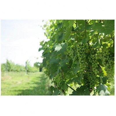 サッポログランポレール 安曇野池田ヴィンヤードワイン「カベルネ・ソーヴィニヨン」750ml