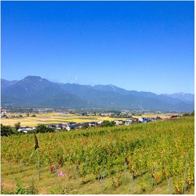 サッポログランポレール 安曇野池田ヴィンヤードワイン「カベルネ・ソーヴィニヨン」750ml