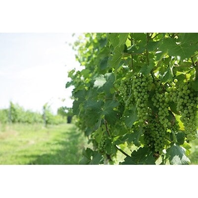 サッポログランポレール 安曇野池田ヴィンヤードワイン「メルロー」750ml