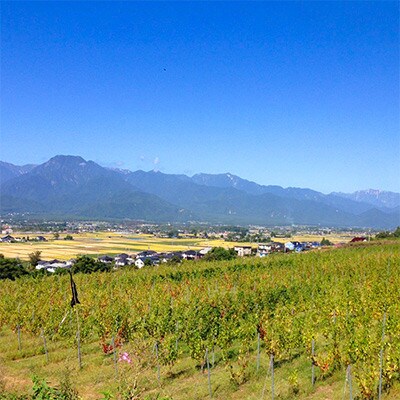 サッポログランポレール 安曇野池田ヴィンヤードワイン赤白2種セット(750ml×各1本)