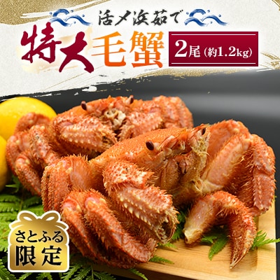 【さとふる限定】活〆浜茹で特大毛蟹2尾冷蔵便届けセット